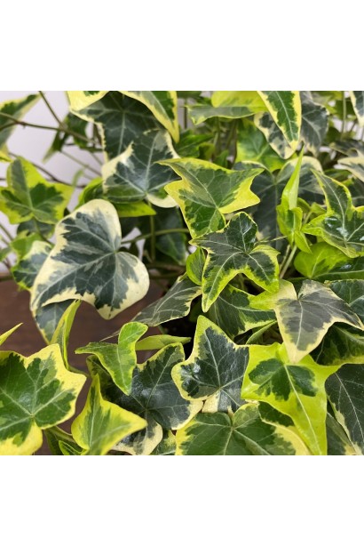 Плющ звичайний Голден Чайлд